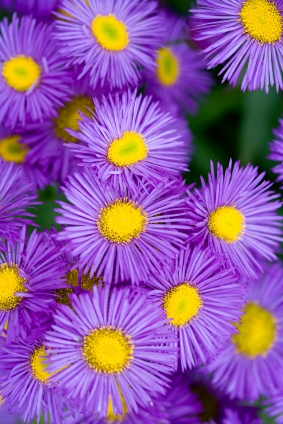 aster