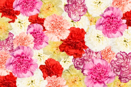 carnation