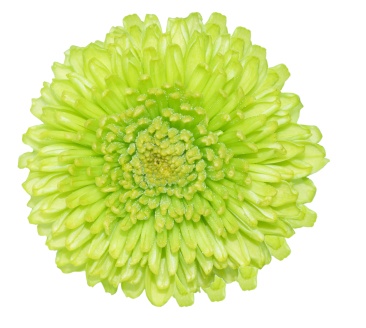chrysanthemum