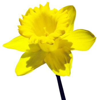 daffodil