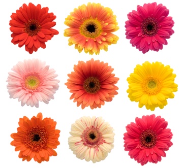 daisy
