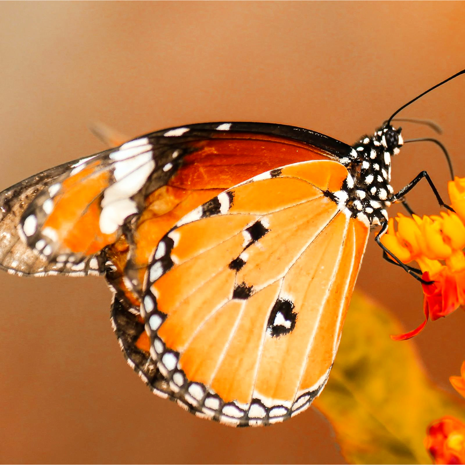 Garden Party Butterfly Release Idea