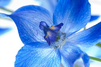 larkspur
