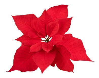 poinsettia