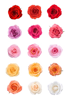 rose