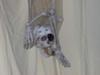 Our Halloween-turned birthday decoration.  In his mouth is the final treasure map that led to the piñata! 