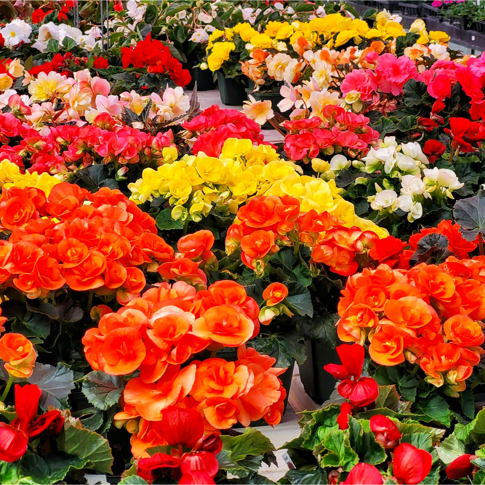 Garden Party Flowers